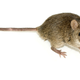 Illustration for article titled In Mice, A Hormonal Switch Turns Off The Smell of Sex